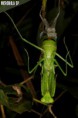 /album/fotogalerie-mantis-from-habitat2/hierodula-sp-5-jpg/